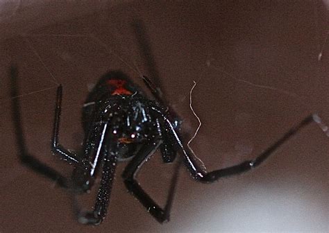 What Do Black Widows Represent Black Widow Spiders National