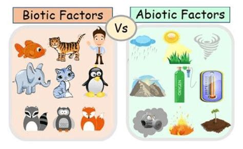 Difference Between Abiotic And Biotic