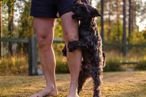 Why Do Dogs Hump Your Complete Guide Ellevet Sciences