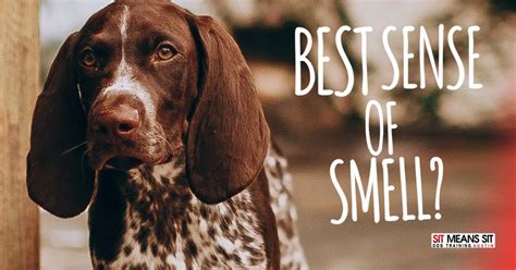 Which Dog Breeds Have The Best Sense Of Smell