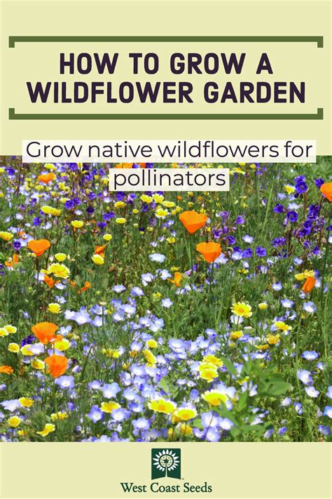 Learn How To Grow Native Wildflowers In Your Organic Garden You Can