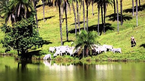 A Herd Of Cattle Walking Across A Lush Green Hillside Next To A Lake Surrounded By Palm Trees
