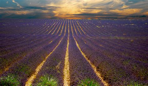 Picture Of The Day Lavender Sunsets Twistedsifter