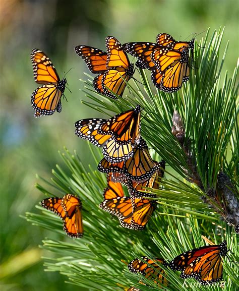 Monarch Butterfly Migration Bing In 2023 Monarch Butterflies