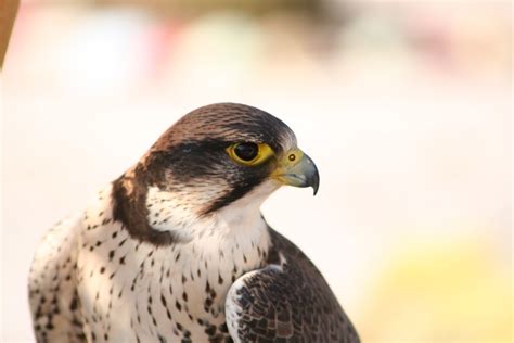 Peregrine Falcon Full Hd Wallpaper And Background Image 3456x2304
