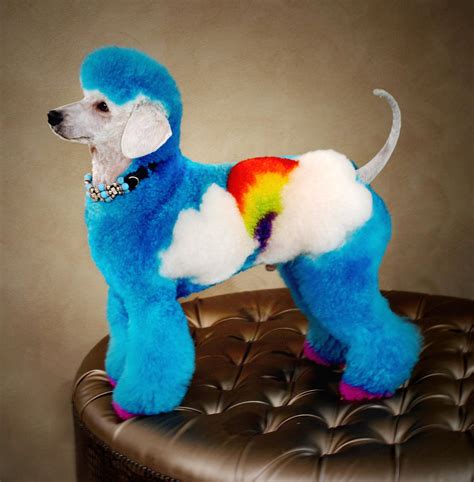 Rainbow Poodle Creative Grooming Dog Haircuts Dog Hair
