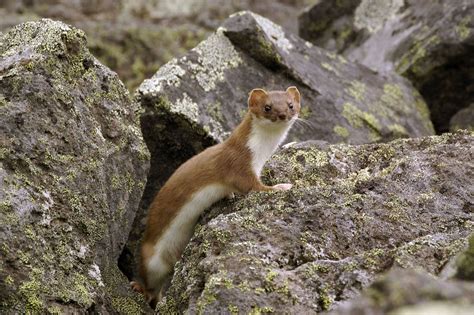 Ermine Coat Habitat And Facts Britannica