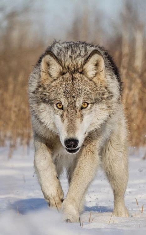 Pin By Elijah Fox On Wolves Timber Wolf Animals Beautiful Wolf Dog
