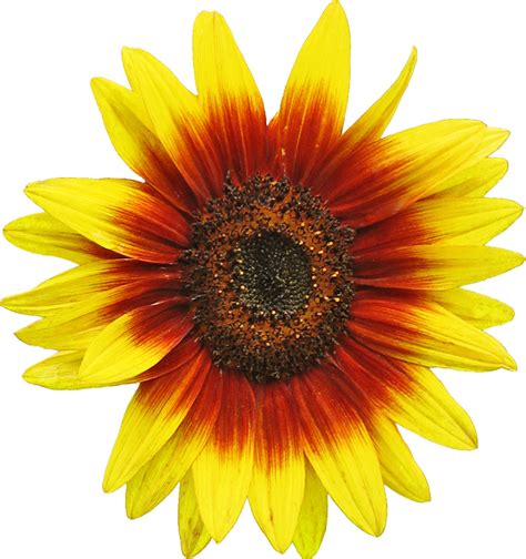 Common Sunflower Seed Clip Art Sunflower Png Download 752800