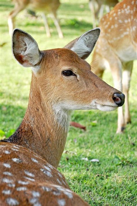 Young Female Sika Deer Stock Image Image Of Grazing 25034873