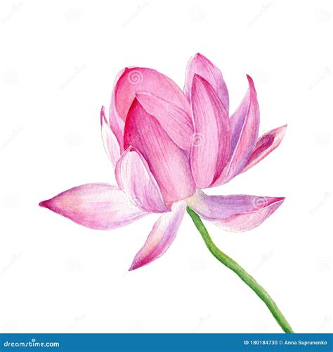 Vector Hand Drawn Watercolor Illustration One Pink Lotus Stock Photo