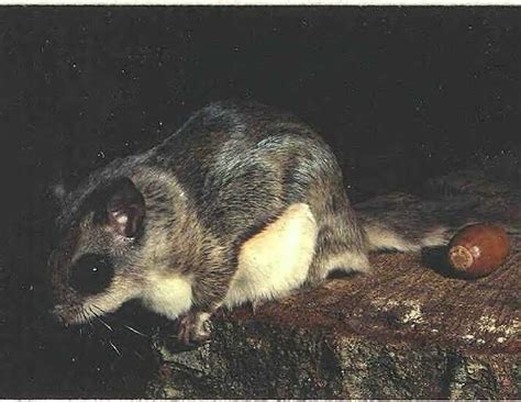 Flying squirrels will breed up to twice a year in the wild and 3 times a year in captivity. Flying Squirrel Ice Age | HQ Wallpapers