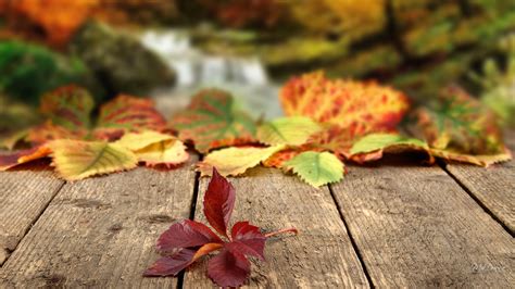 Fall Leaves Falling Wallpaper