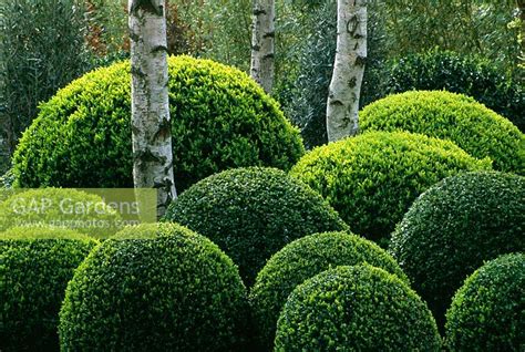 Buxus Topiary Hedgin Stock Photo By Clive Nichols Image 0058502