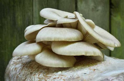 Growing Mushrooms A Beginners Guide Nutritious Mushrooms