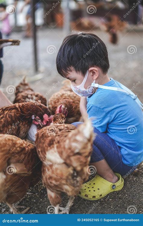 The Little Boy`s Hand Feeding Chickens At A Chicken Farm Stock Image