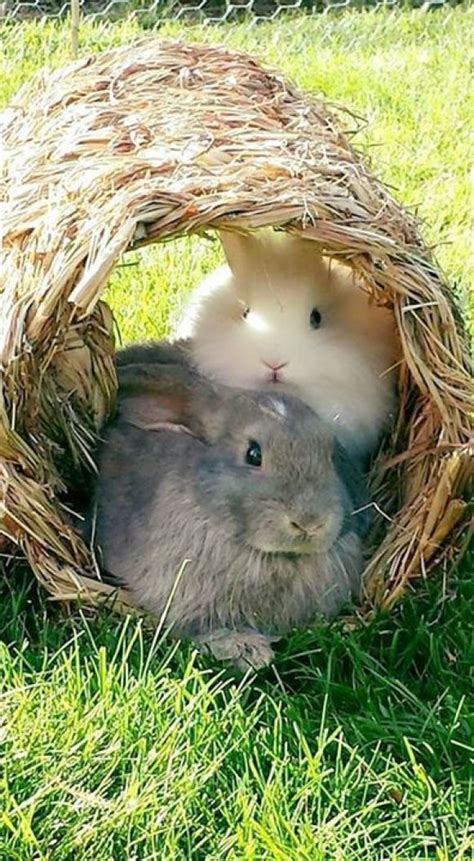 Soooo Sweet Rabbithouses Cute Baby Bunnies Pet Bunny Cute Animals
