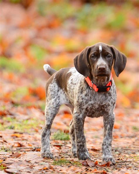 German Shorthaired Pointer Pup German Shorthaired Pointer Dog