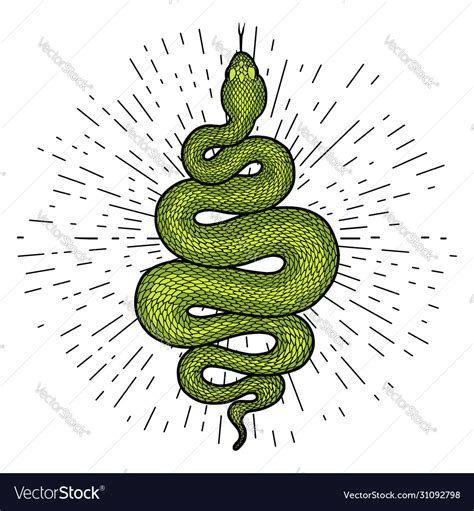 Coiled Snake Detailed Royalty Free Vector Image