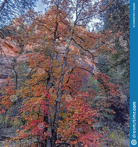 Vibrant Fall Colors In Oak Creek Canyon In Sedona Stock Photo Image