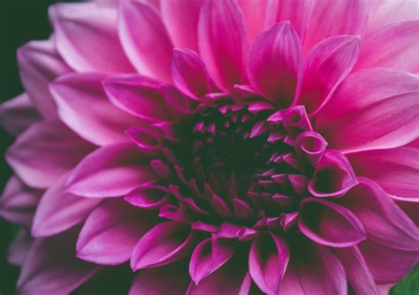 Pink Dahlia Flower In Bloom · Free Stock Photo