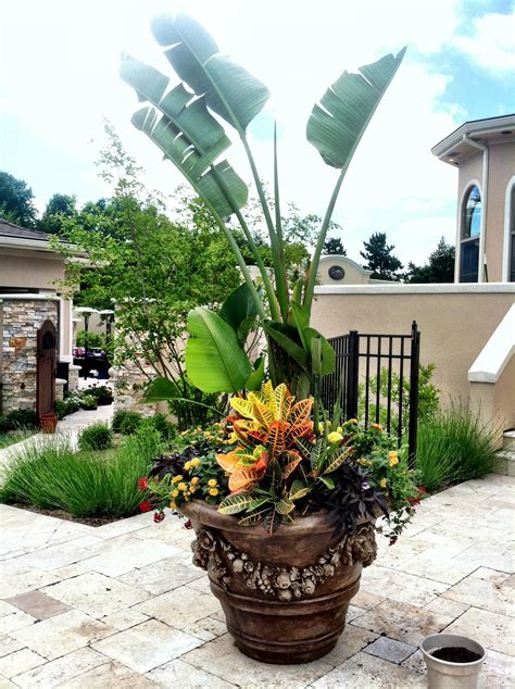 Tropical Container Tropical Garden Plants Patio Plants Tropical