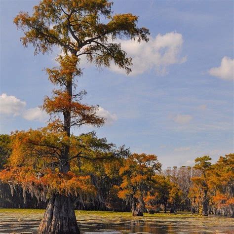 Headed To The Land Of The Lost Caddo Lake The Largest Cypress