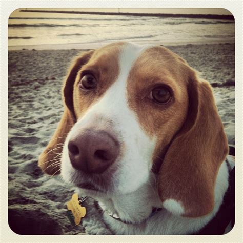 Max The Lemon Beagle Ocean Beach Lemonbeagle Beagle Dog Beagle