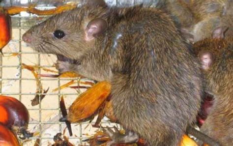 Dinamika Serangan Hama Tikus Pada Tanaman Kelapa Sawit