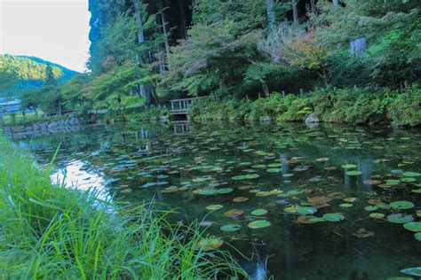 モネの池（9月） 岐阜県関市の観光・撮影スポットの名所 東海カメラマップ