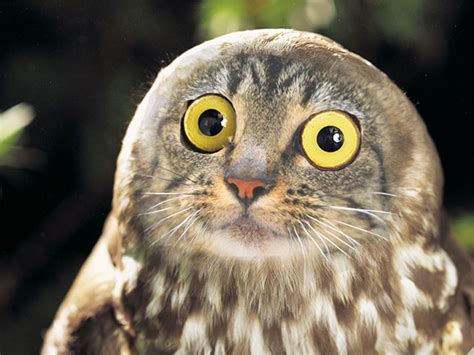 Cat Owls Are The Animal Crossover You Never Knew You Needed