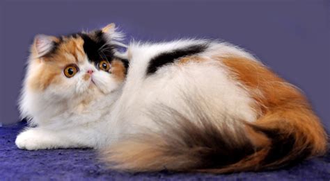 Gambar Kucing Persia 9 Cara Merawat Kucing Persia Memelihara Blog