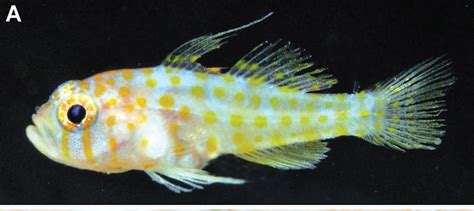Trimma Putrai A Gorgeous New Pygmy Goby Species From Western Indonesia
