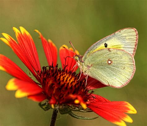 Clouded Sulphur Butterfly - Birds and Blooms