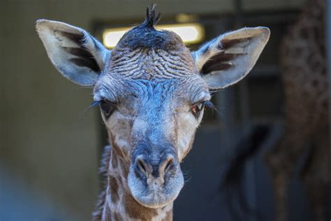 New Greenville Zoo Giraffe Is A Male May Access Public Exhibit