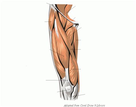Bf lh, biceps femoris long head; Knee and thigh muscles