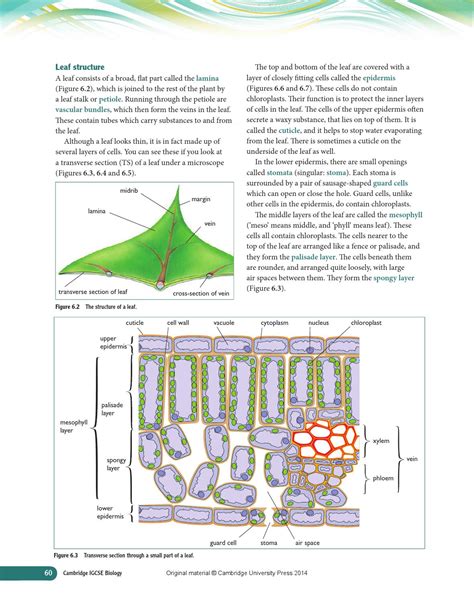 Cross Section Of A Leaf Diagram Hanenhuusholli