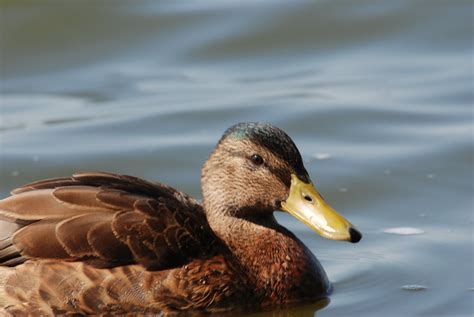 Duck 2 Free Photo Download Freeimages