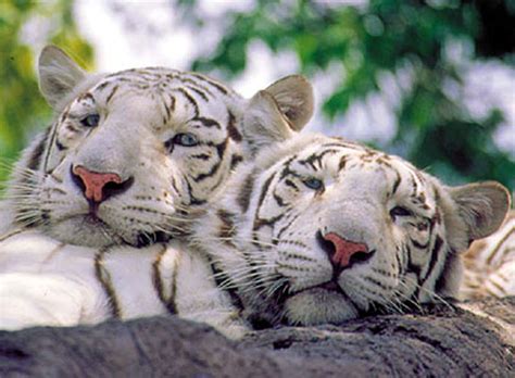 El tigre es un predador carnívoro y es la especie de felino más grande del mundo. El Tigre Blanco Info,Fotos Y Videos - Taringa!