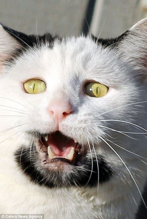 Hipster Cat Gary With A Goatee Looks Like U2s The Edge Daily Mail Online