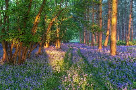 Hd Wallpaper Flowers Spring Forest Glade Wallpaper Flare