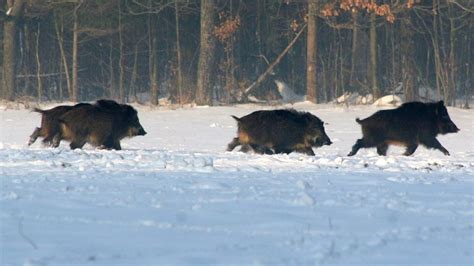 Canadian Feral Hogs Are Creating Pigloos To Help Survive The Winter