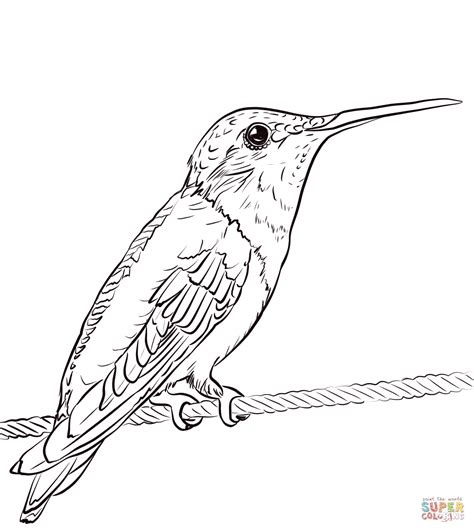 Ruby Throated Hummingbird Coloring Page Free Printable Coloring Pages