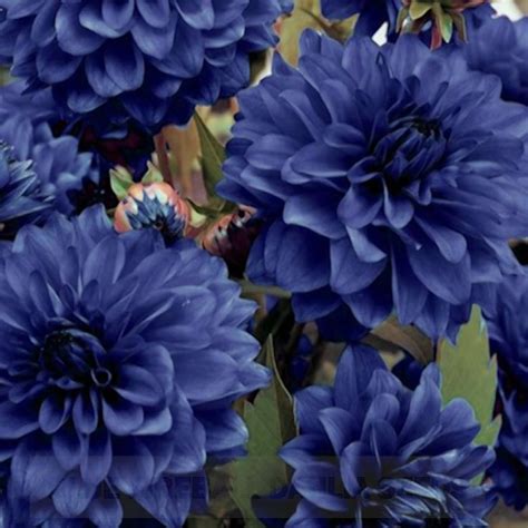 Blue Fireball Dahlia Seeds Video Video In 2021 Blue Flowering