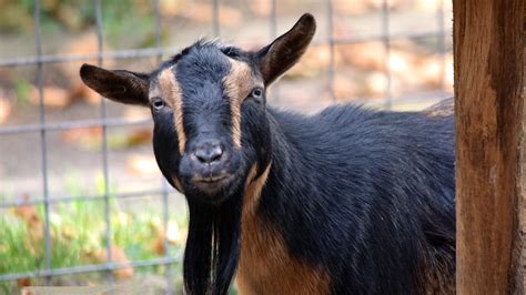 Nigerian Dwarf Goat Elmwood Park Zoo