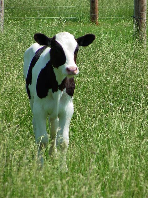 Pin On Cows