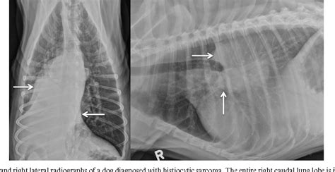 Radiographic Characterization Of Primary Lung Tumors In 74 Dogs