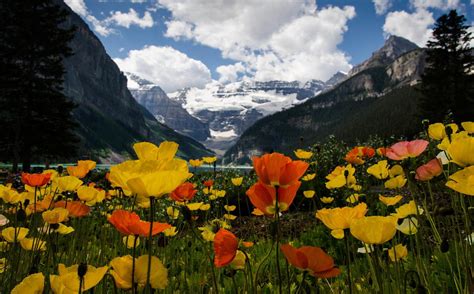Colorful Poppies In The Mountains Hd Wallpaper Background Image