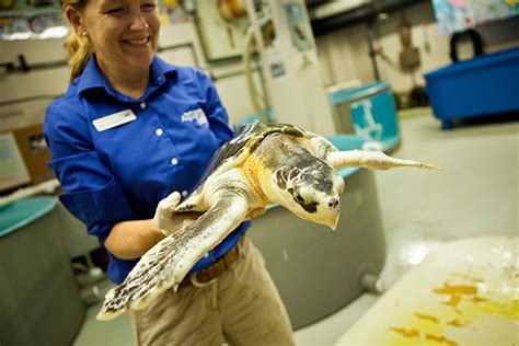 South Carolina Aquarium Set To Open State Of The Art Turtle Recovery