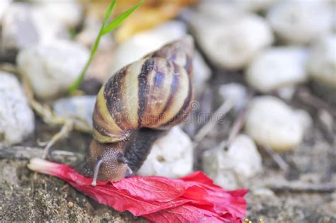 Snail On A Fall Flower Stock Photo Image Of Animal Hibiscus 93176458